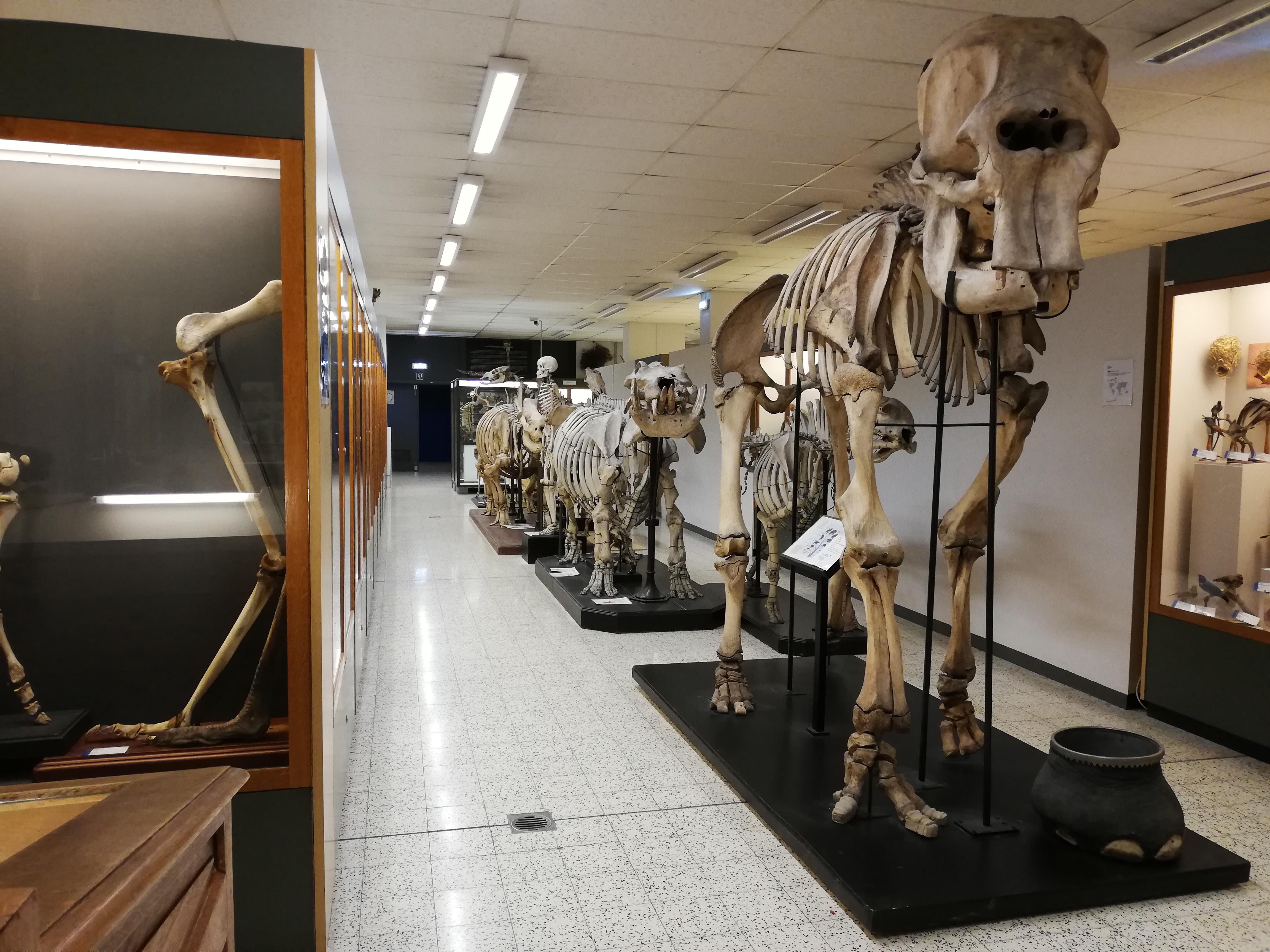 Museum de Zoologie et d'anthropologie de l'ULB