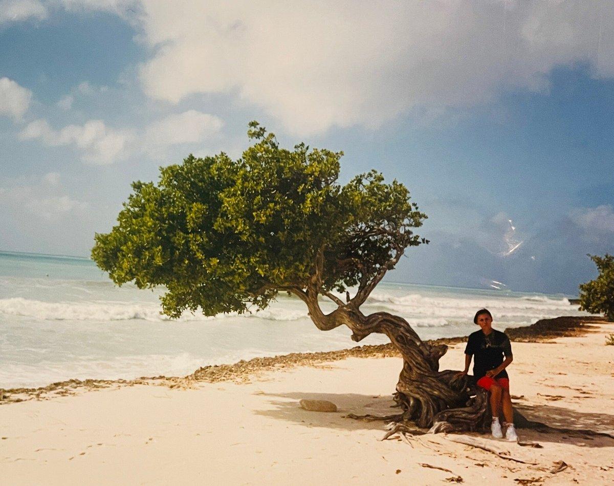 Divi Tree