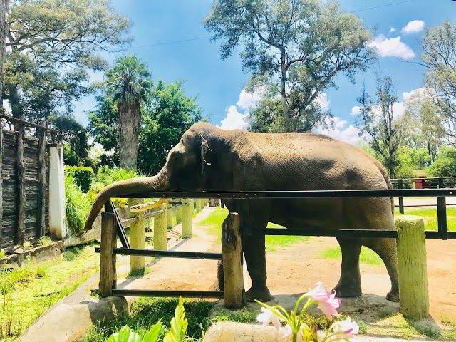 Zoológico de Morelia Acuario