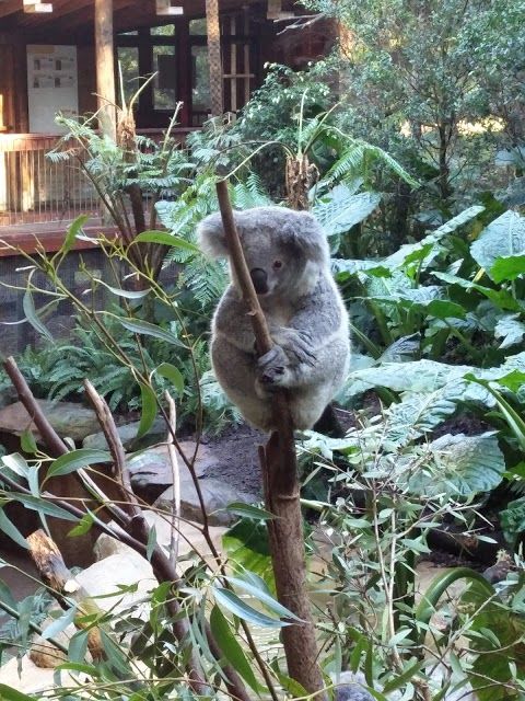 Blackbutt Reserve Wildlife Exhibit