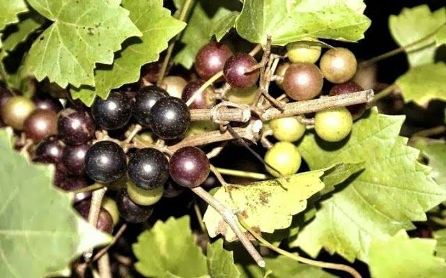 Chautauqua Vineyard & Winery