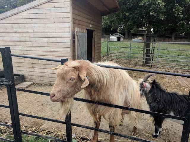 Graves Park Animal Farm