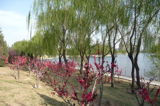 Chaoyang Park
