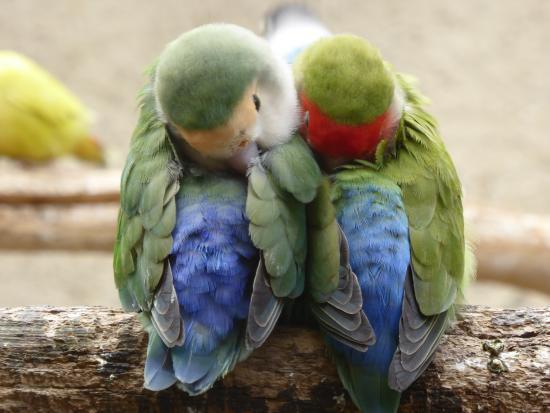 La Ferme aux Oiseaux Exotiques