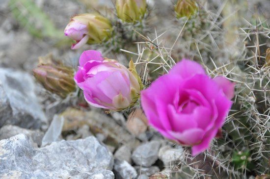 Giardino Esotico Beniamino Cimini