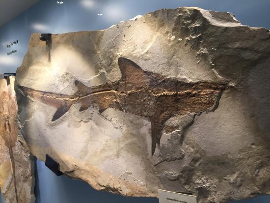 Fossil Museum of Bolca