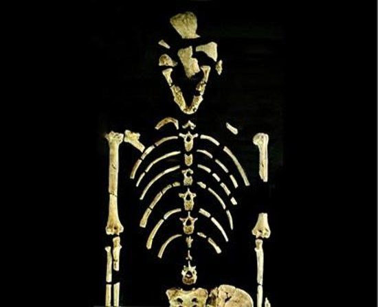 Collezione di antropologia dell'Università di Bologna