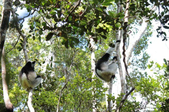 Andasibe-Mantadia National Park