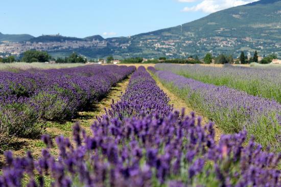 Il Lavandeto di Assisi Vivaio