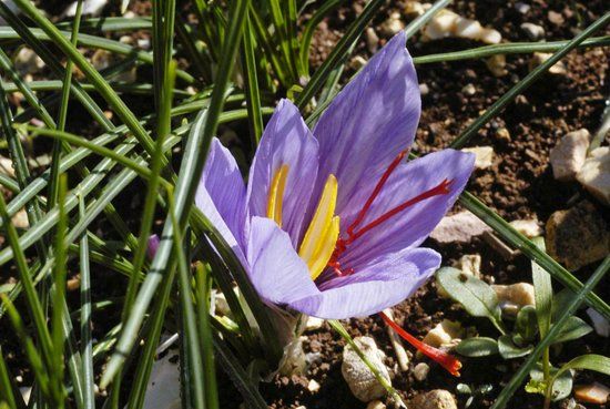 Zafferano Purissimo di Cascia