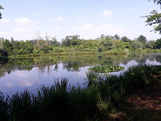 Bosco Wwf di Vanzago