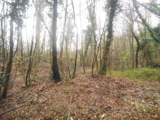 Il Bosco dei Tartufi