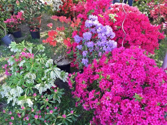 Roseto di San Giovanni