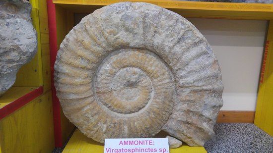 Museum - Museo archeologico naturalistico di Tarcento