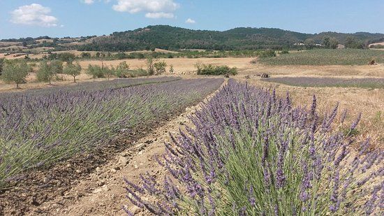 Lavanda di Maremma