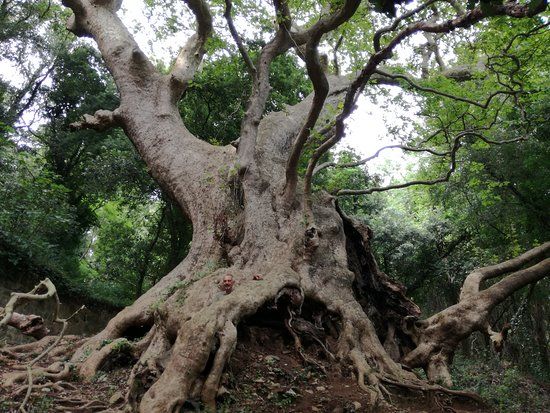 Il Gigante di Curinga