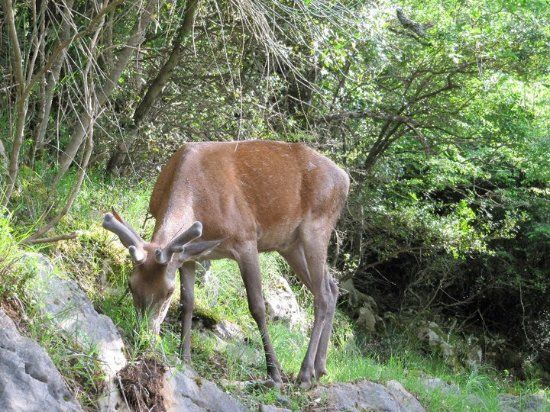 Area Faunistica del Cervo di Viggianello