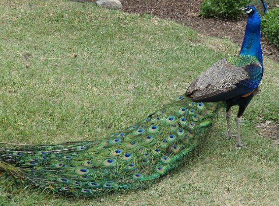 Victoria Park Bird Sanctuary