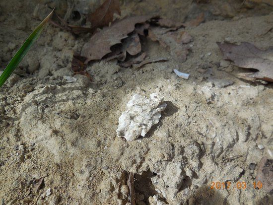 Riserva naturale speciale di Valleandona