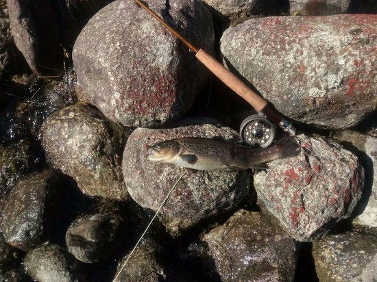 Riserva di Pesca Turistica del Torrente Forzo