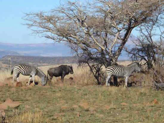 Nambiti Big 5 Private Game Reserve