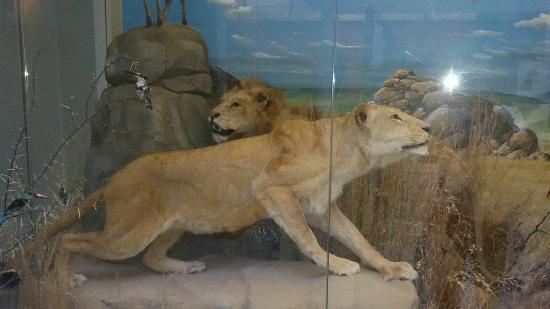 Museo di Storia Naturale Faraggiana Ferrandi