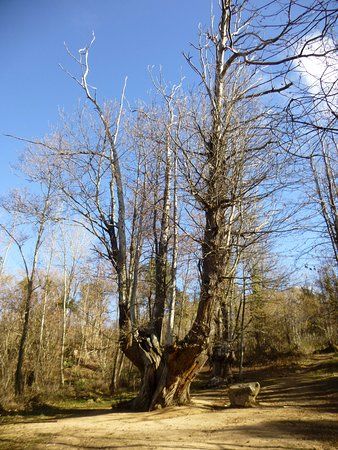 Castanyer de les 9 Branques