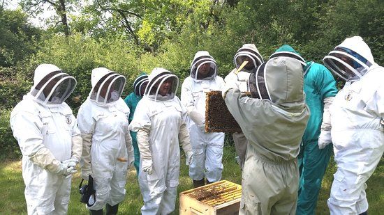 13 Bees Beekeeping Taster Sessions