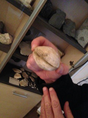 Lubriano Museo Naturalistico