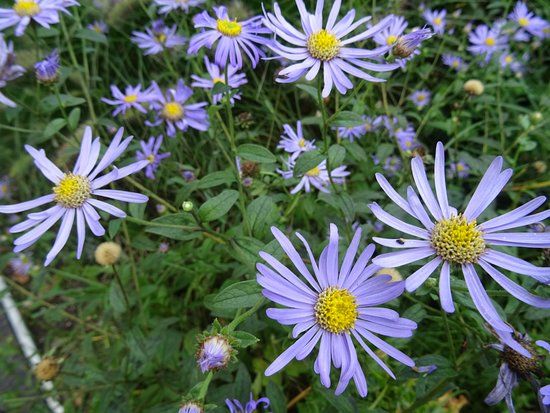 Landgoed Oostergeest uit 1650