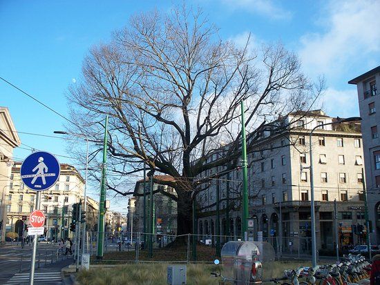 Quercia Storica di Piazza XXIV Maggio