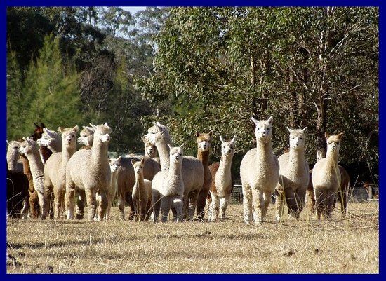 Rolling Hills Alpacas