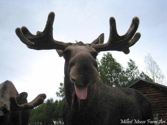 Millest Moose Farm