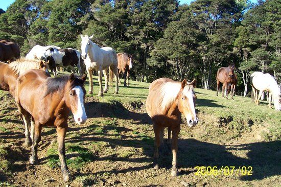 Twin Oaks Riding Ranch