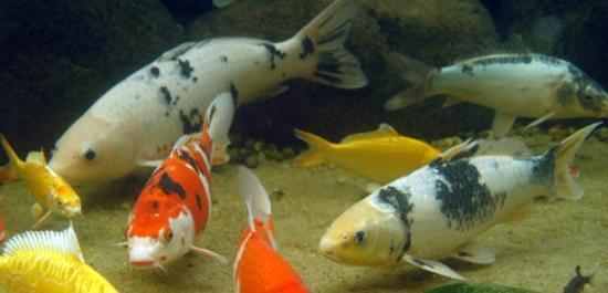 Aquário de Poços de Caldas