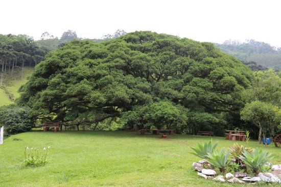 Figueira Centenária