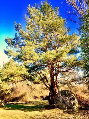 Reserve naturelle du Pinail