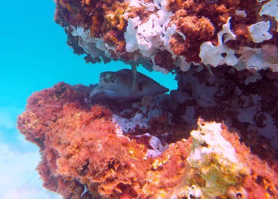 Navarre Beach Marine Sanctuary