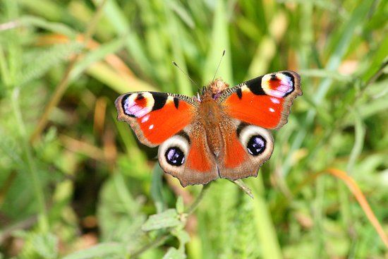 Torwood House Fisherys