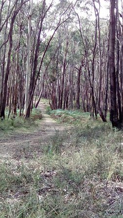 Wombat Trail