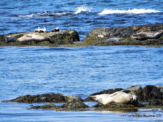 Svalbard Seal Watching Site