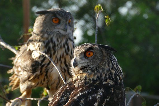 Repzootic Animal Center