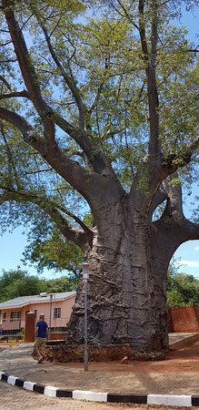 Boab Prison Tree