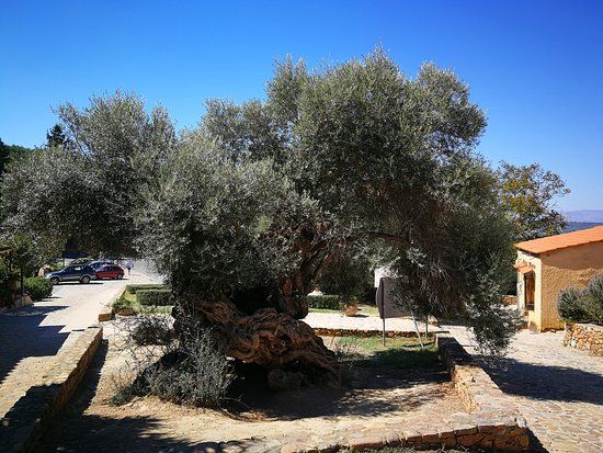 The Monumental Olive Tree of Vouves