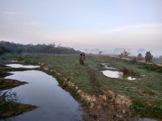 Kaziranga National Park