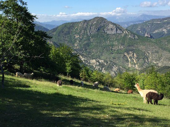 La Bergère d'Alpagas
