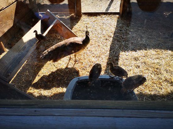 Roseraie de St Galmier