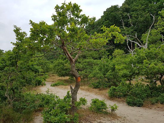 Hagestads naturreservat
