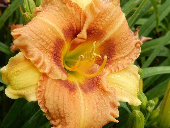 Birdsong Pleasure Garden