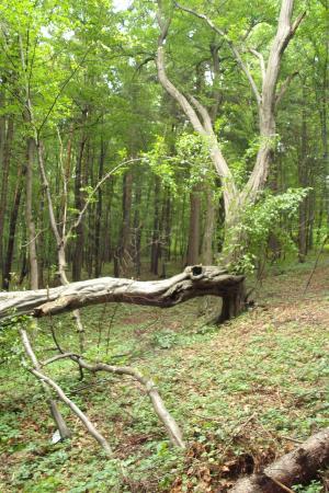Punkt Widokowy na Czubatce